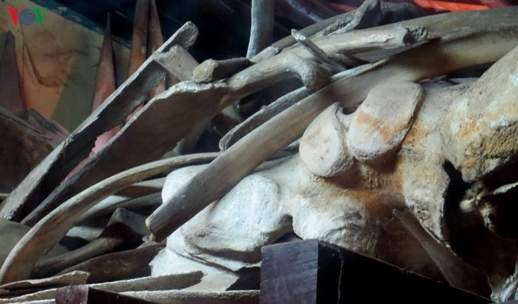 Gros plan sur la plus grande carcasse de baleine d’Asie du Sud-Est - ảnh 11